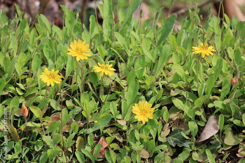 春に咲く黄色いブタナの花 photo