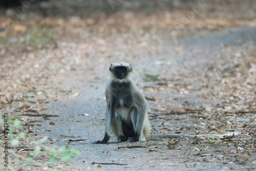 Indian gray langur monkey sitting portrait © Sachin