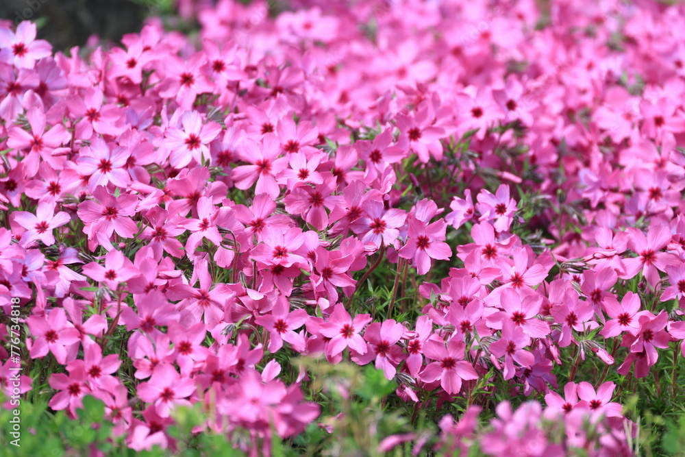 群生して咲く開花したピンク色のシバザクラの花