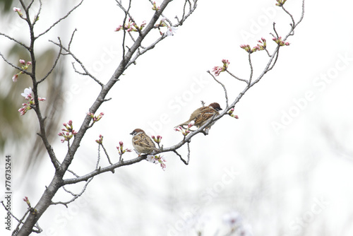 桜の木に止まる雀
