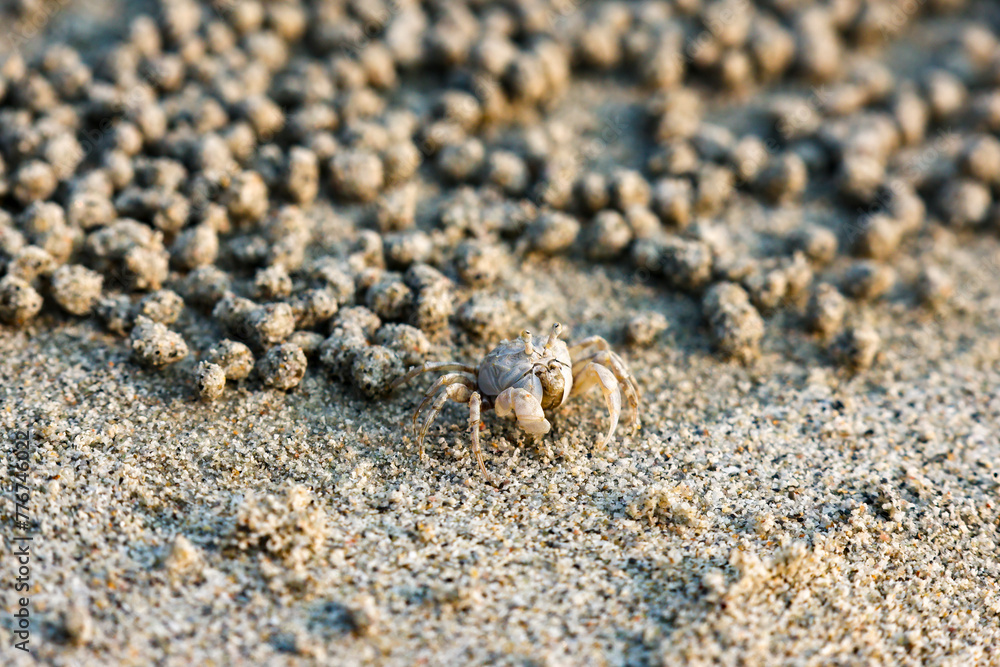A closeup Ghost crab on the beach is making many balls of sand on the beach. In fact, it was eating the nutrients in the sand by the sea. A closeup Ghost crab on the beach is making many balls of sand on the beach. In fact, it was eating the nutrients in the sand by the sea.