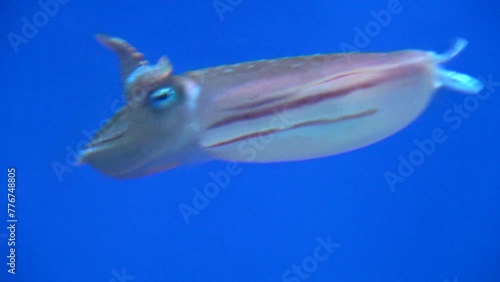 Kobi Cuttlefish, sepia kobiensis, raising arms and swimming in the water. 4K