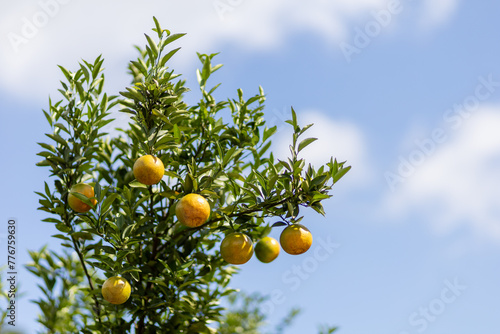 selective focus fresh tangerines on a tree on a background of a bright cloudy sky There is space for text.