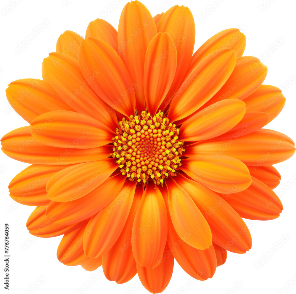 orange flower bloom isolated on white or transparent background,transparency