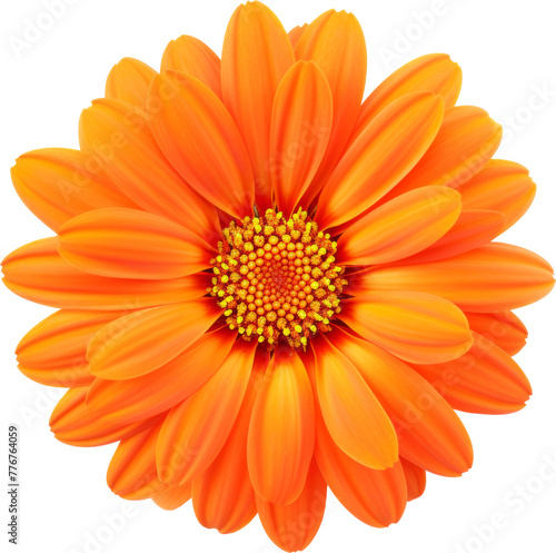 orange flower bloom isolated on white or transparent background transparency