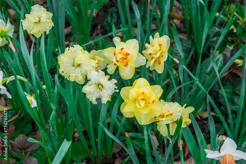 Yellow Flower Triangle Formation, Atlanta Botanical Garden, Atlanta, Georgia