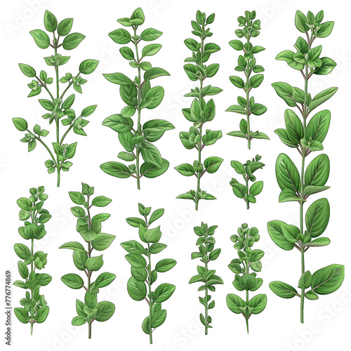 Vibrant 3D Thyme Illustration Set - Ideal for Print and Design Projects - High-Quality Vector Image on White Background
