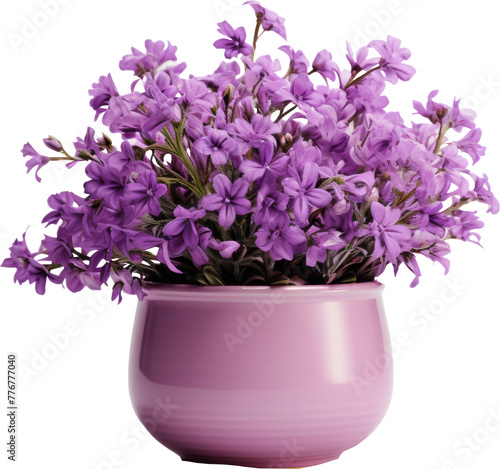 flower pot,pot of purple violet flower isolated on white or transparent background,transparency