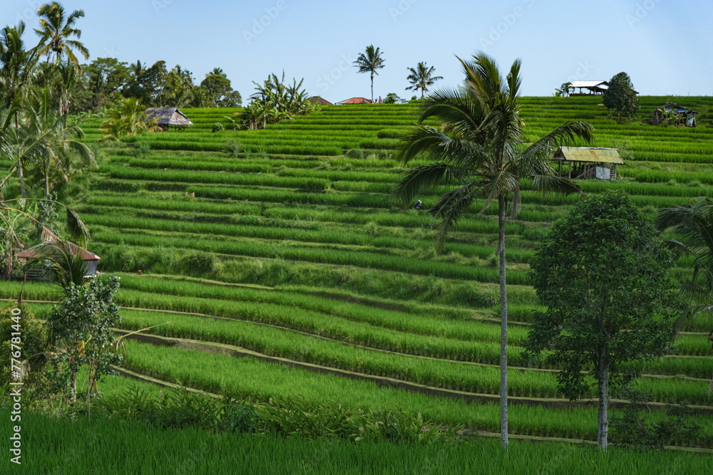 rice terraces in Bali island rice terraces in Bali island