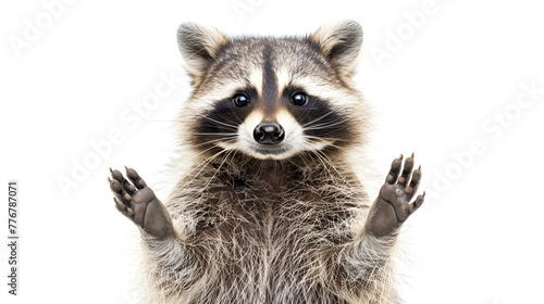 close up of a raccoon , generative ai photo