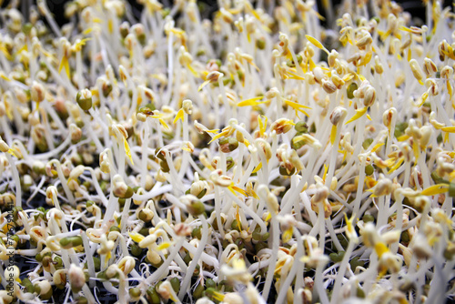 Cultivation of bean sprouts is safe, adds value, sufficiency economy.