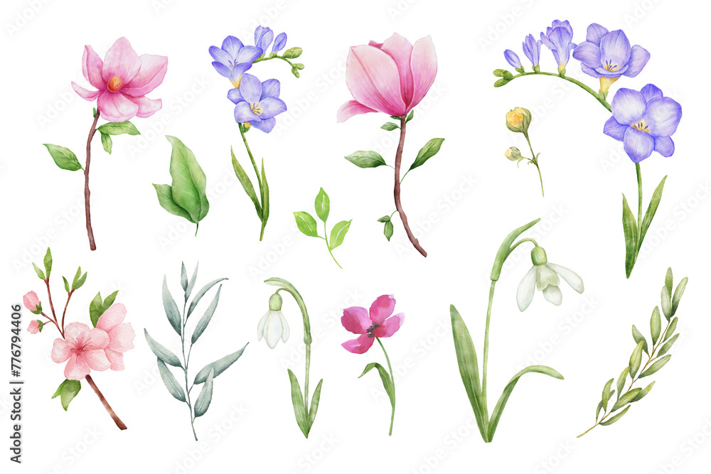 Snowdrop, sakura, freesia and magnolia, pink flower and eucalyptus leaves watercolor drawings. Hand drawn illustration isolated on white background.