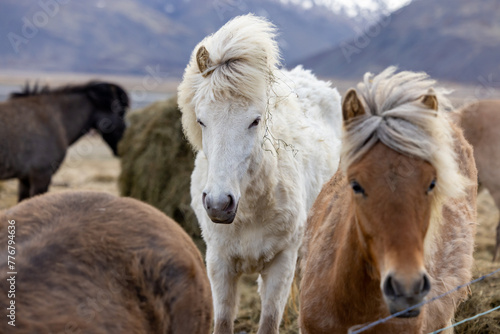 Two terrestrial animals, a white horse and a brown horse, are standing together in a grassland ecoregion, adapted as pack animals in their natural environment. Iceland