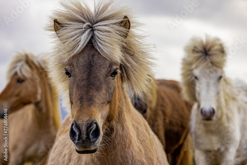 A pack of horses with flowing manes and snouts grazing peacefully in a grassland surrounded by a scenic landscape under a cloudy sky. Iceland © Bogdan Pictures
