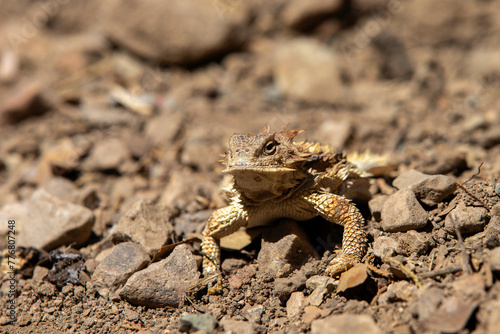 Horned Liard (horned Toad) in Arizona Desert