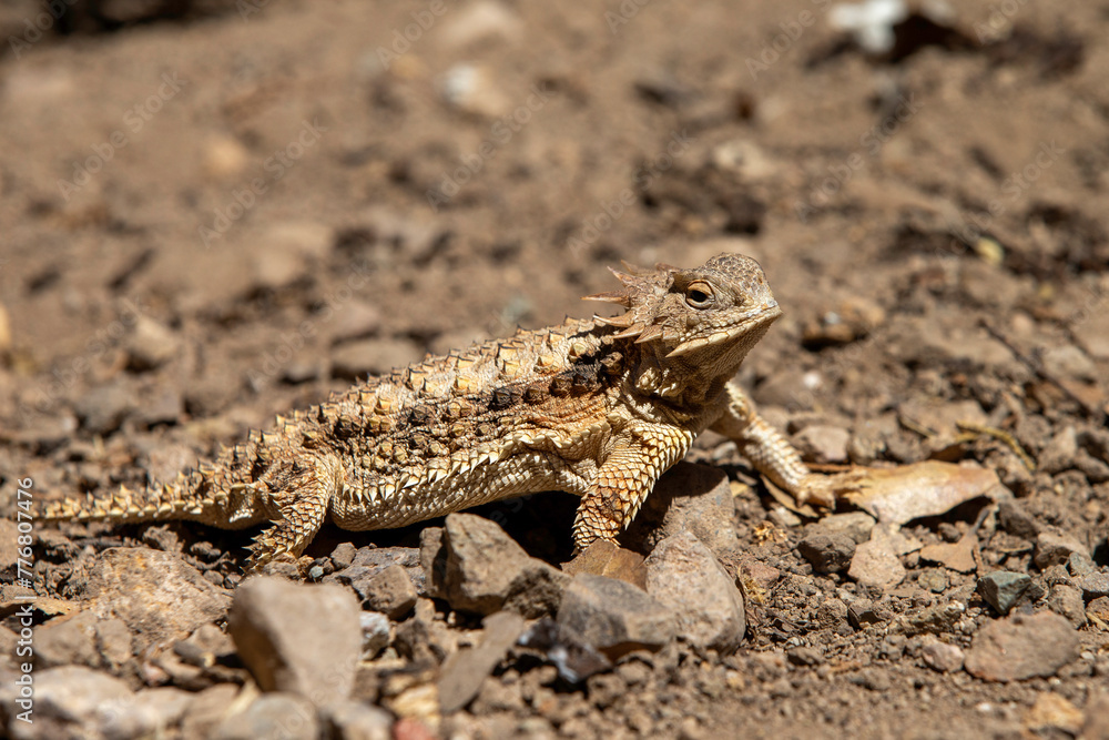 Horned Liard (horned Toad) in Arizona Desert Horned Liard (horned Toad) in Arizona Desert