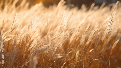 blades brown grass field