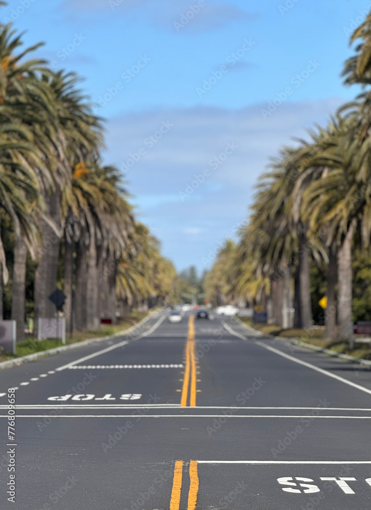 A sunny street flanked by palm trees, with focus on road markings in the foreground and cars in the soft-focus background.