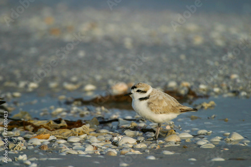 The snowy plover, one of the smallest plovers.