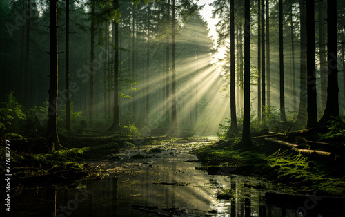 Early morning Tyndall effect in the forest photo
