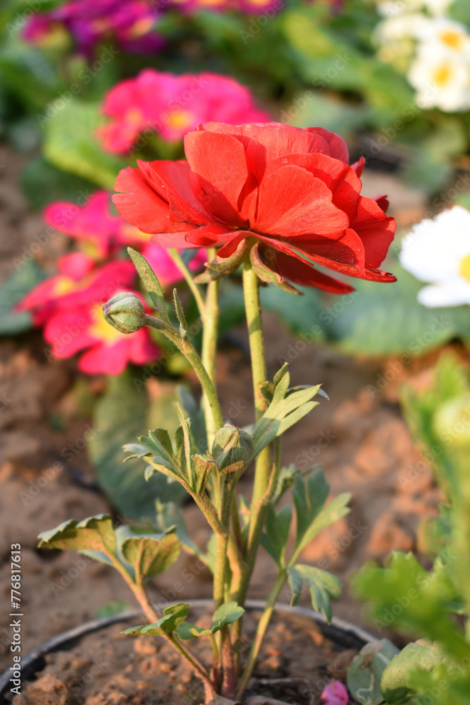 Obraz premium Beautiful red ranunculus flower growing in an outdoor flower garden. ranunculus flower closeup, red blooming flower