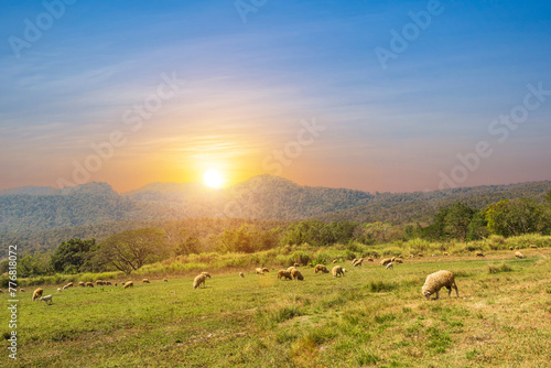 Sheep grazing in meadow field with sunset sky. Countryside landscape view background.