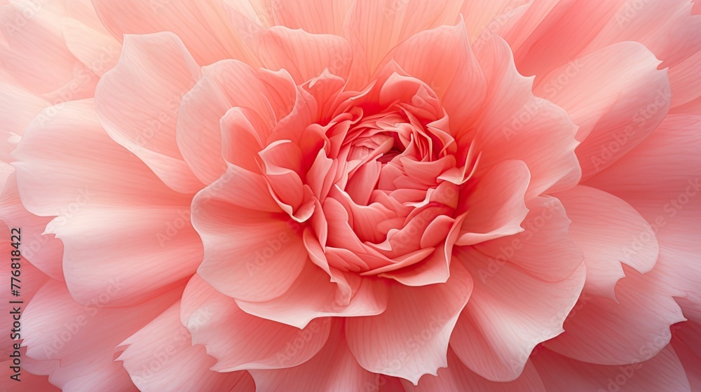 symmetrical carnation flower