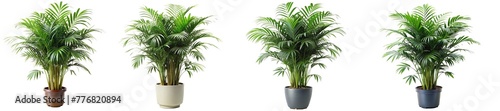 set of tropical house plant parlor palm in pot - ornamental plants, indoor decorative plants isolated on transparent background