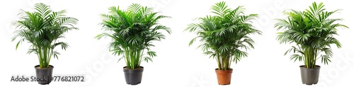 set of tropical house plant parlor palm in pot - ornamental plants  indoor decorative plants isolated on transparent background