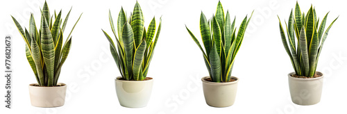set of snake plant in pot - ornamental plants, indoor decorative plants isolated on transparent background