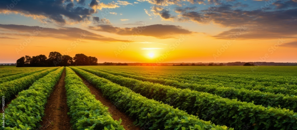 Lush crops in a vast field illuminated by the setting sun in the background, creating a picturesque sunset scene