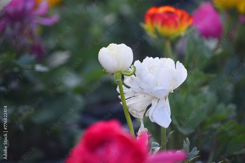 Obraz premium Beautiful white ranunculus flower growing in an outdoor flower garden. ranunculus flower closeup, white blooming flower