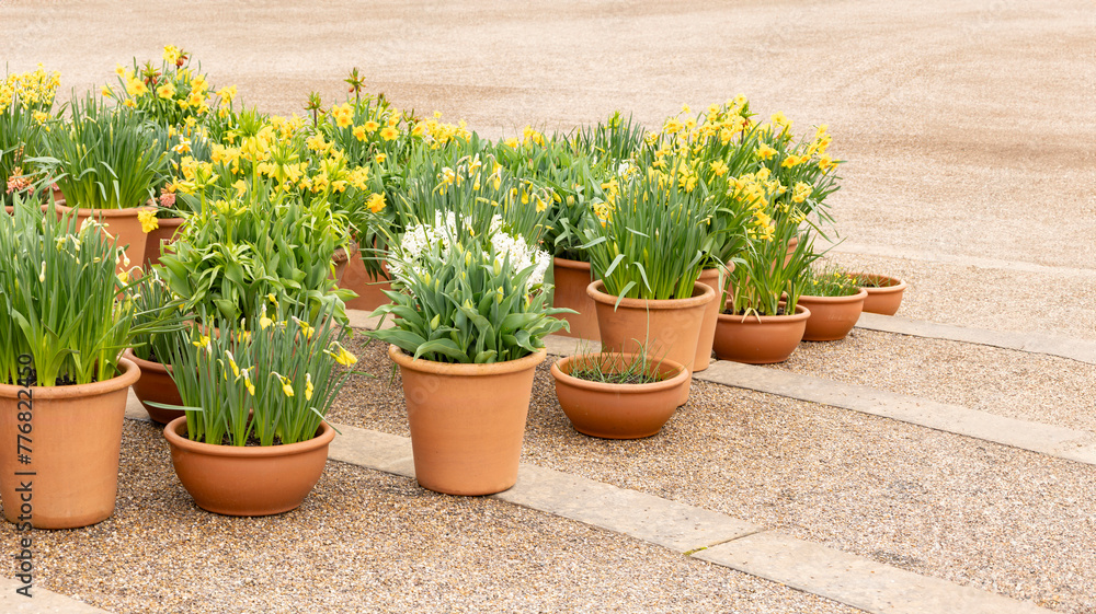 Display of Spring Flowering Daffodils (Narcissus 'Tete a Tete') in Terracotta Pots on a Terrace, in a public park, spring time easter floral display