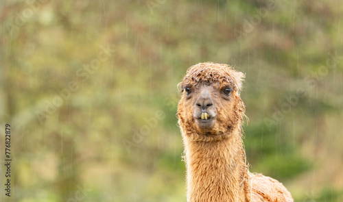 fawn coloured  alpaca llama wet in the driving rain
