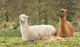 small group of different coloured alpaca's