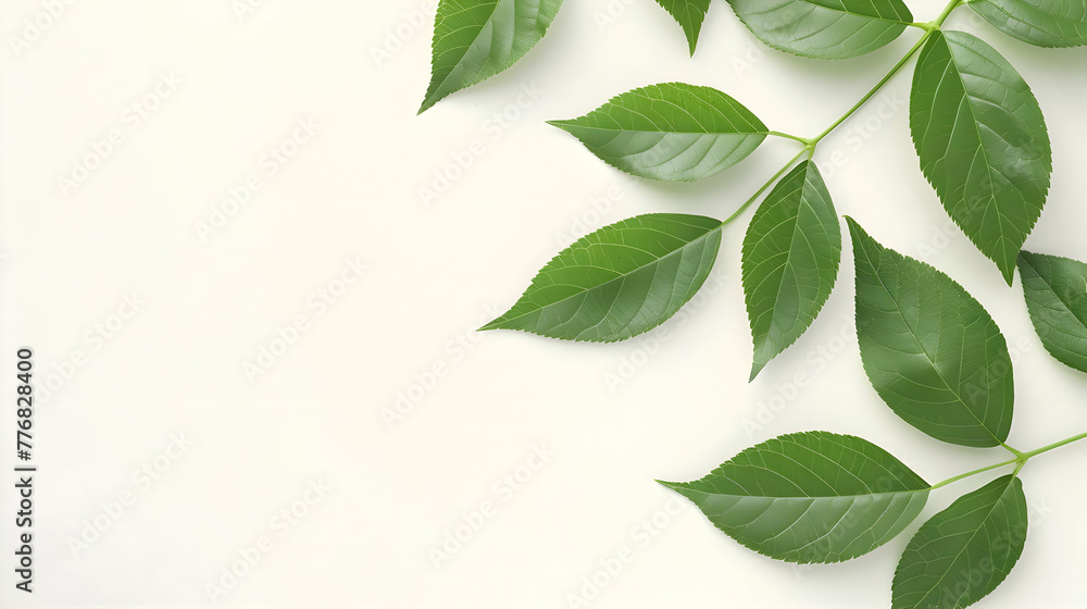 natural / leafy frame. space for copy. background, natural, leaves, botanical, border, nature natural / leafy frame. space for copy. background, natural, leaves, botanical, border, nature