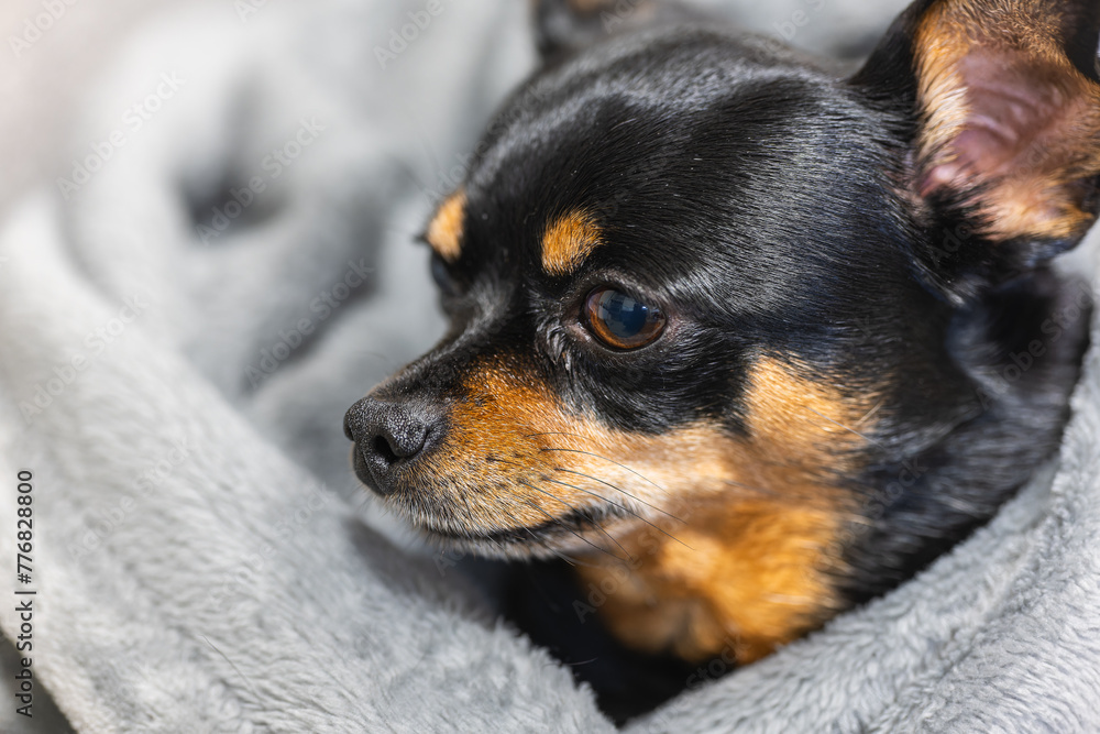 小型犬 小型犬