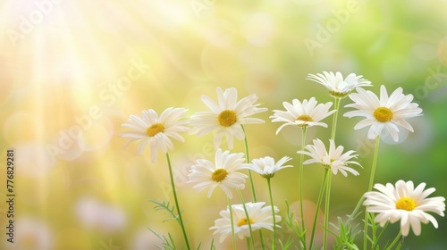 A bunch of daisies are arranged neatly in a clear glass vase, showcasing their vibrant white petals and yellow centers.  © tashechka
