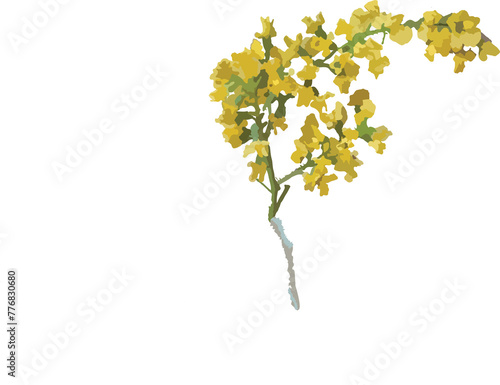 Padauk Flower  with white background  Vector illustration. For Myanmar water festival  Thingyan 