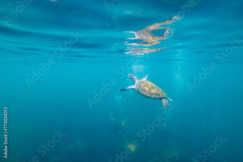 息継ぎをするためにゆったり泳ぐ美しく大きなアオウミガメ（ウミガメ科）とダイバー達。  日本国静岡県伊東市、川奈港にて。 2023年6月18日撮影。 水中写真。  Beautiful and large green sea turtle (Chelonia mydas, family Turtles) swimming leisurely with divers to catch the breat © d3_plus