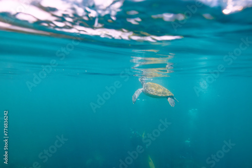 息継ぎをするためにゆったり泳ぐ美しく大きなアオウミガメ（ウミガメ科）とダイバー達。  日本国静岡県伊東市、川奈港にて。 2023年6月18日撮影。 水中写真。  Beautiful and large green sea turtle (Chelonia mydas, family Turtles) swimming leisurely with divers to catch the breat © d3_plus