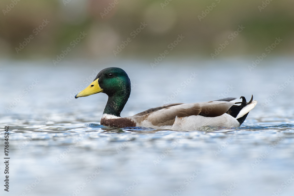 Low angle mallard duck on water Low angle mallard duck on water