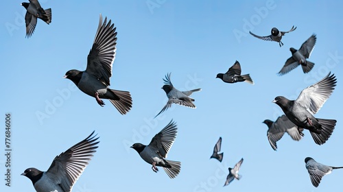 flight dark eyed junco © vectorwin