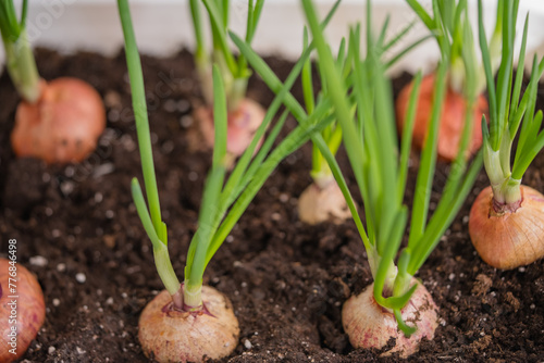 Close-up of sprouting onions with vibrant green shoots emerging from the rich, dark soil