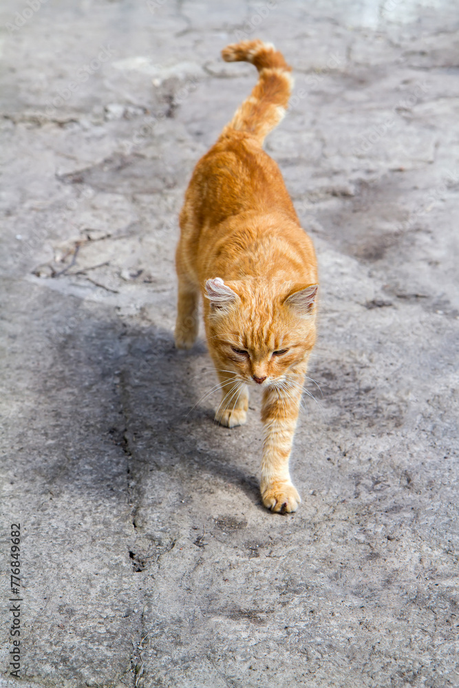 A ginger street cat walks on old asphalt. Adult cat outdoors. A ginger street cat walks on old asphalt. Adult cat outdoors.