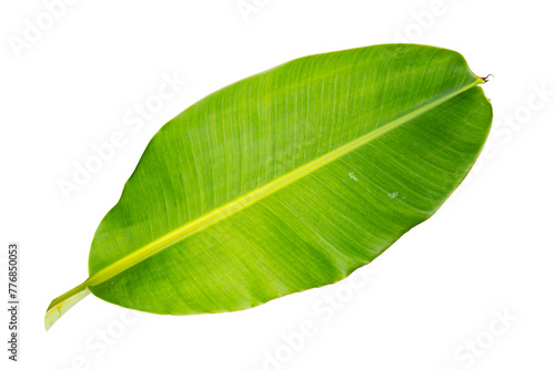 tropical banana leaf isolated on white background with clipping path