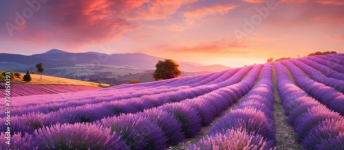 Expansive lavender field filled with blooming flowers under the warm hues of the setting sun  creating a picturesque landscape