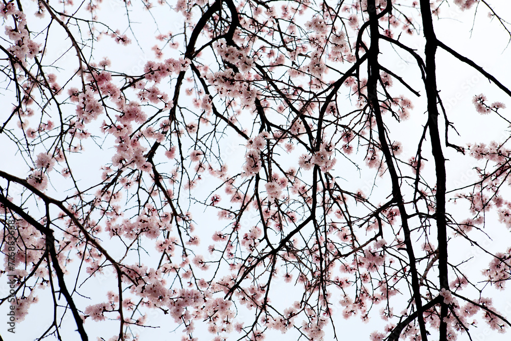 apricot flower in March apricot flower in March