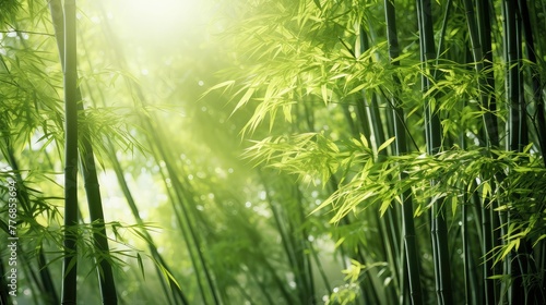 sunlight summer bamboo