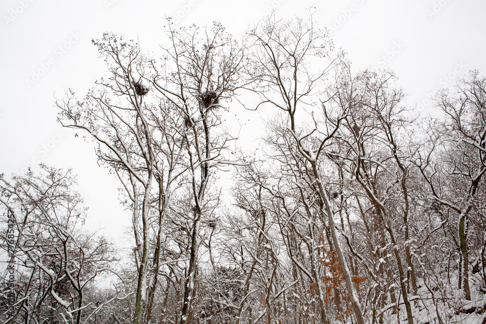 snow on the branches snow on the branches